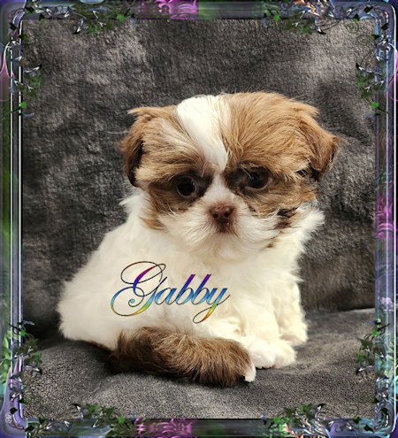 Tiny little female chinese imperial shih tzu puppies for sale teacup